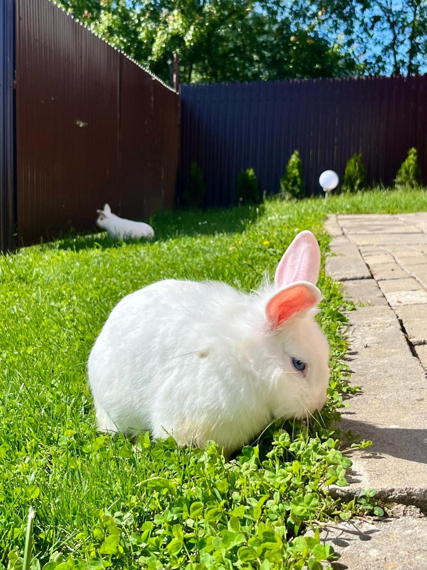 Willa Casa De Sub Hora Zărneşti Zewnętrze zdjęcie